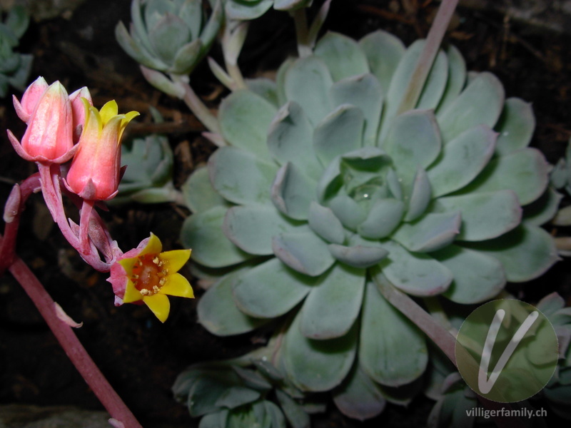 Echeverie (Echeveria elegans): Übersicht